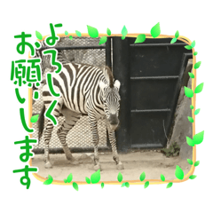 [LINEスタンプ] 動物、カエル、カニスタンプ