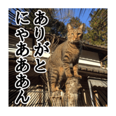 [LINEスタンプ] ウチのネコのわんぱく写真スタンプ