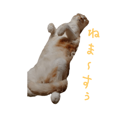 [LINEスタンプ] 猫様♪