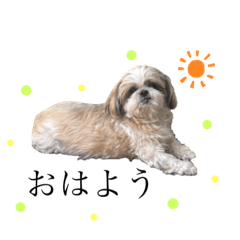 [LINEスタンプ] ちょこくんのすたんぷ(リメイク版)