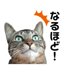 [LINEスタンプ] キジトラと三毛猫スタンプ