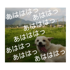 [LINEスタンプ] 『しろ』は譲渡犬⑤
