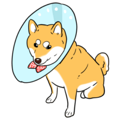 [LINEスタンプ] 柴犬きなこのスタンプ part2