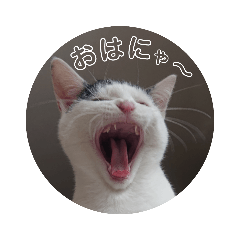[LINEスタンプ] べる君の日常スタンプ