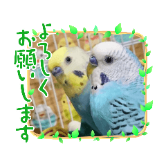 [LINEスタンプ] ∞セキセイインコの家族