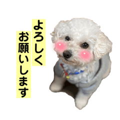 [LINEスタンプ] ちわぷーの使えるスタンプ