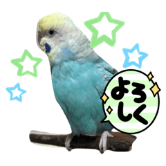 [LINEスタンプ] インコのカイとピーちゃん！一言