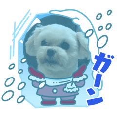 [LINEスタンプ] マルチーズの女の子萌5歳。