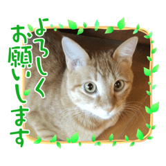 [LINEスタンプ] ネコチャコ