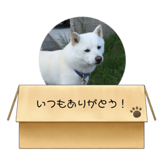 [LINEスタンプ] 白柴♪