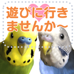 [LINEスタンプ] インコのささやき