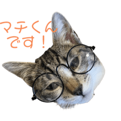 [LINEスタンプ] 仔猫のマチ君日常会話です