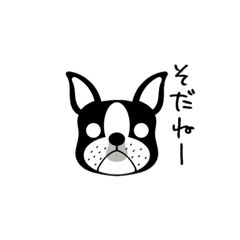 [LINEスタンプ] ボストンテリア日常スタンプ