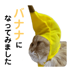 [LINEスタンプ] モフモフ猫のバナナスタンプの画像（メイン）
