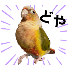 [LINEスタンプ] ウロコインコのうりPart 2