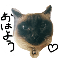 [LINEスタンプ] リアル猫ミニ♀