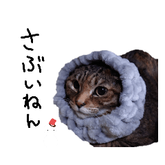 [LINEスタンプ] 横山家のお猫様6（スーパー猫の日猫部募金