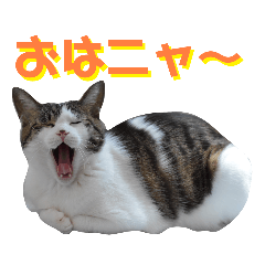 [LINEスタンプ] きらら嬢の日常スタンプ