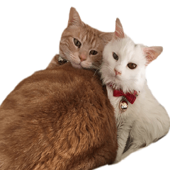 [LINEスタンプ] ぽんたくんとふーちゃんねる 猫の日常会話1