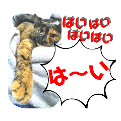 [LINEスタンプ] 怖顔サビ猫 家族で使えるスタンプ