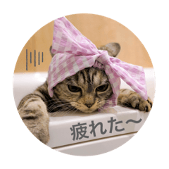 [LINEスタンプ] ねこの幸せ応援隊♪ byうちの子ニャンバー1