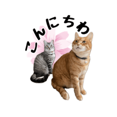 [LINEスタンプ] にゃんずの毎日使えそうなスタンプ