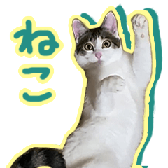 [LINEスタンプ] めちゃくちゃ使える！白キジさんの日常