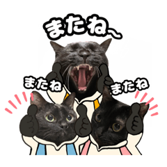 [LINEスタンプ] 黒猫さん日常で使える可愛いスタンプ