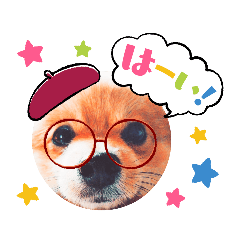 [LINEスタンプ] ポメコタの 1年間使える日常あいさつ