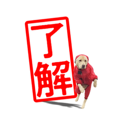 [LINEスタンプ] 芋之島のべーちゃんスタンプ(その2) 犬