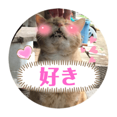 [LINEスタンプ] 野良猫の「ちゃ」2