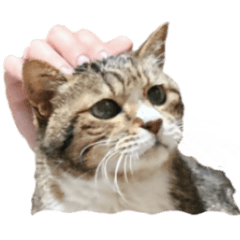 [LINEスタンプ] 猫がえらそうに