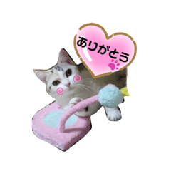 [LINEスタンプ] 短足にゃんことモフにゃんこ❷