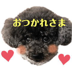 [LINEスタンプ] COCOピヨの毎日お寒うございます