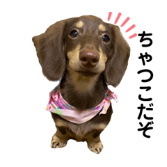 [LINEスタンプ] chacomaro