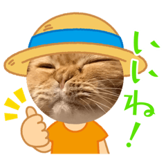 [LINEスタンプ] まいにちねこのひ