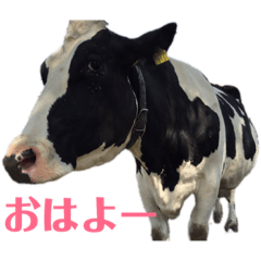 [LINEスタンプ] 動物たちの日常ʕ•ᴥ•ʔ