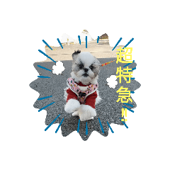 [LINEスタンプ] シーズー犬ぽっちゃん☆の画像（メイン）