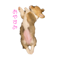 [LINEスタンプ] コーギー犬つくね