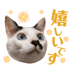 [LINEスタンプ] 5匹の北九州猫（敬語編）