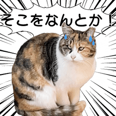 [LINEスタンプ] 仕事で使えそうな野良ねこ敬語スタンプ