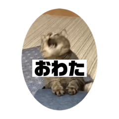 [LINEスタンプ] こてひなスタンプの画像（メイン）