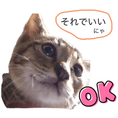 [LINEスタンプ] ねこの日記念だにゃ