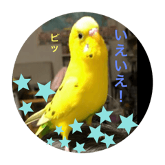 [LINEスタンプ] セキセイインコのスタンプ その8