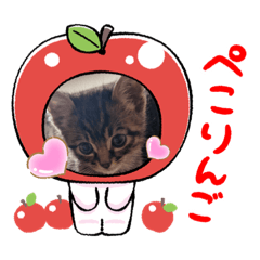 [LINEスタンプ] ⭐️スーパー猫の日記念⭐️