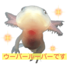 [LINEスタンプ] かわいいウーパールーパーの赤ちゃんの画像（メイン）