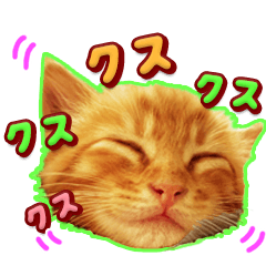 [LINEスタンプ] いろんな表情の茶ねこスタンプ