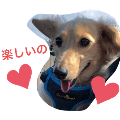 [LINEスタンプ] あにまるずパック