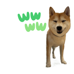 [LINEスタンプ] mameshiba.latte part.1