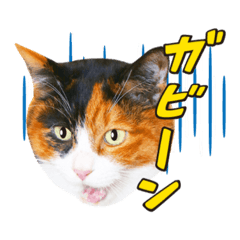 [LINEスタンプ] 使える❤️表情豊かな猫顔スタンプ